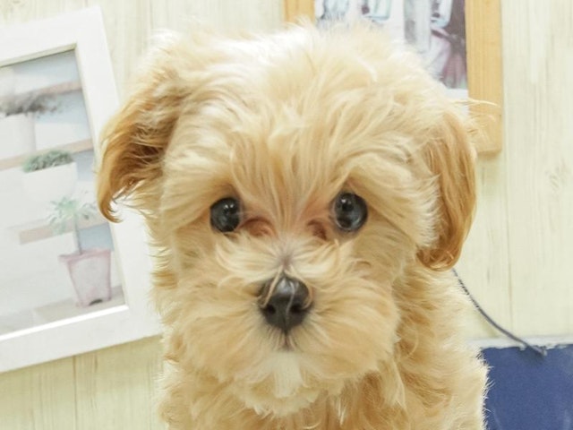 熊本県のハーフ犬・ミックス犬 (ペッツワン熊本宇土店/2024年3月1日生まれ/女の子/レッド)の子犬